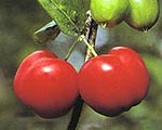 acerola