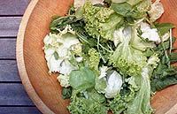 salada de folhas verdes